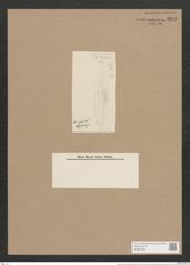 Navicula fusca var. sublinearis Grun. (de-Toni-Nr.: Genus 1, Species 292) Zeichnungen Sammlung Grunow Nr. 663 (NHMW-BOT-W0367034)